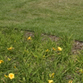 trawnik gazonowy