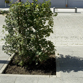 Acer campestre